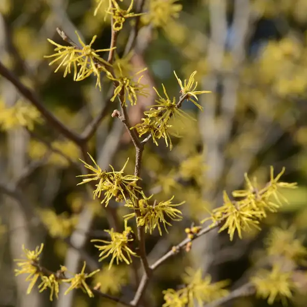 アメリカマンサク Hamamelis Virginiana 花言葉 毒性 よくある質問 Picturethis アメリカマンサク Hamamelis Virginiana 花言葉 毒性 よくある質問 Picturethis