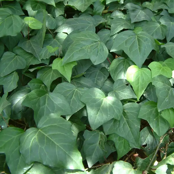 Edera (Hedera) - PictureThis