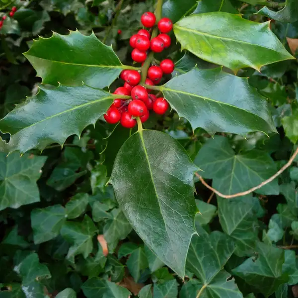 セイヨウヒイラギ 西洋柊 Ilex Aquifolium 花言葉 毒性 よくある質問 Picturethis セイヨウヒイラギ 西洋柊 Ilex Aquifolium 花言葉 毒性 よくある質問 Picturethis