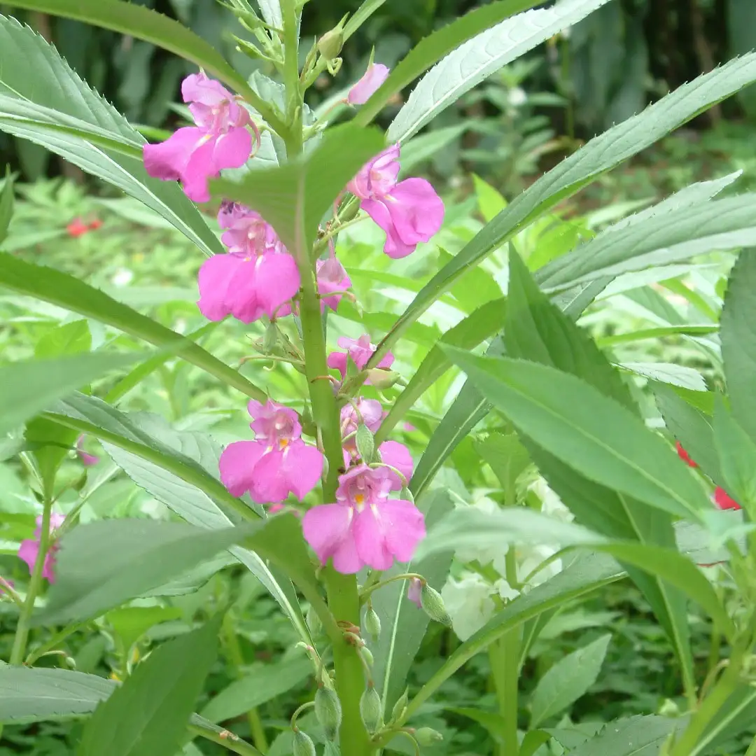 garden balsam (impatiens balsamina) flower, leaf, care, uses
