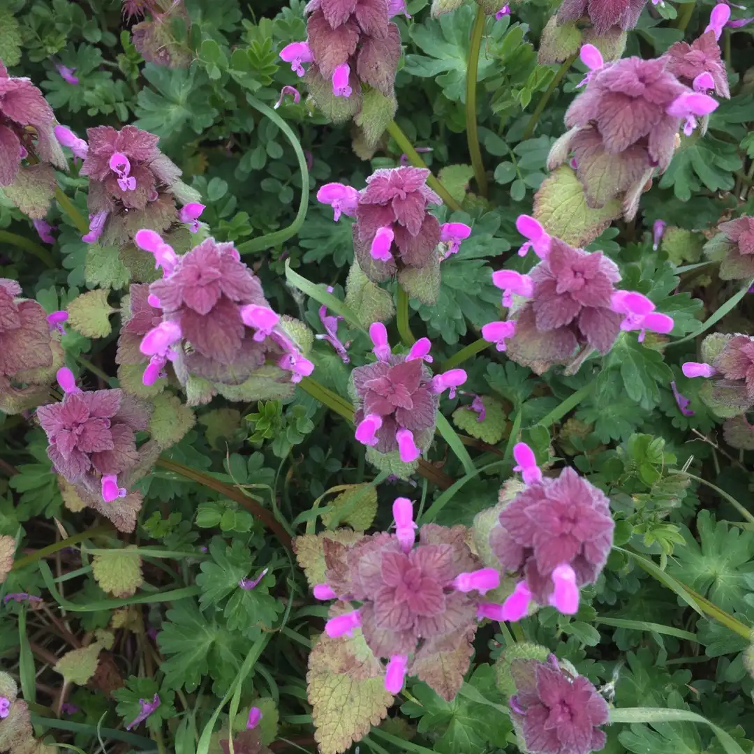 Is lamium poisonous cheap to dogs