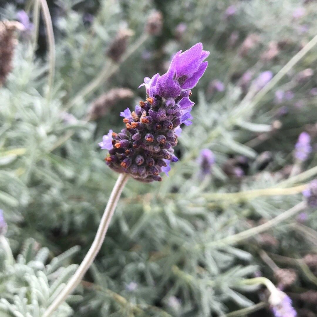 french lavender plant