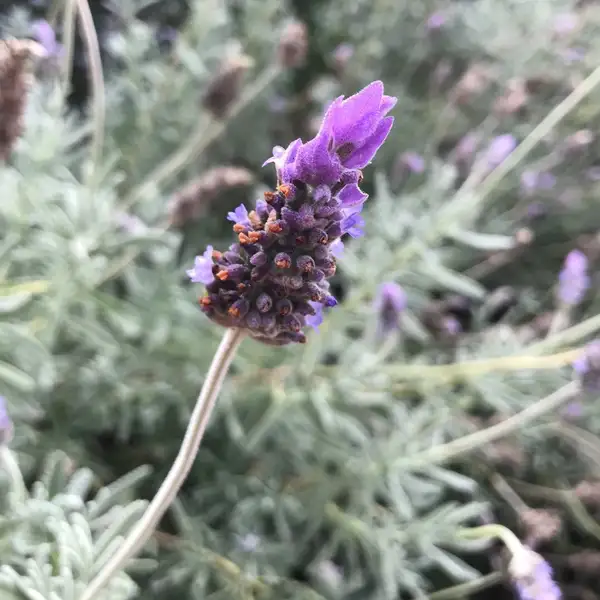 ラベンダー属 Lavandula 花言葉 毒性 よくある質問 Picturethis ラベンダー属 Lavandula 花言葉 毒性 よくある質問 Picturethis