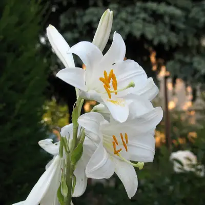 When To Prune Madonna Lily Picturethis