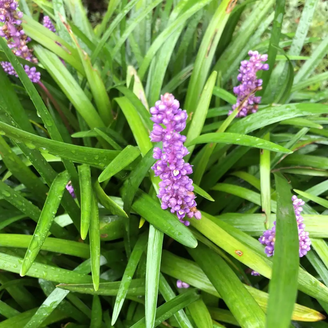 ヤブラン属 Liriope 花言葉 毒性 よくある質問 Picturethis ヤブラン属 Liriope 花言葉 毒性 よくある質問 Picturethis