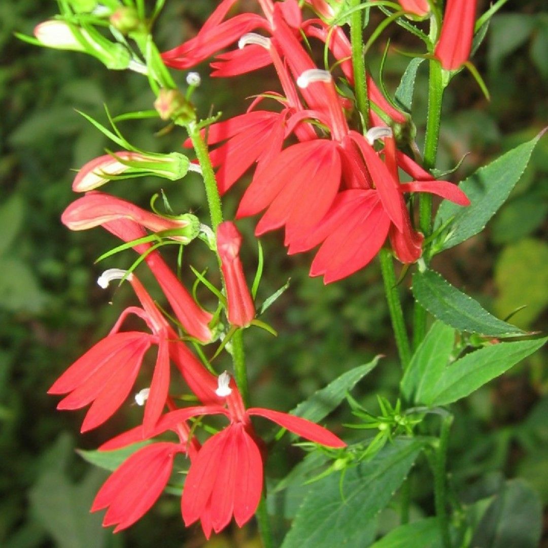 cardinal flower leaves