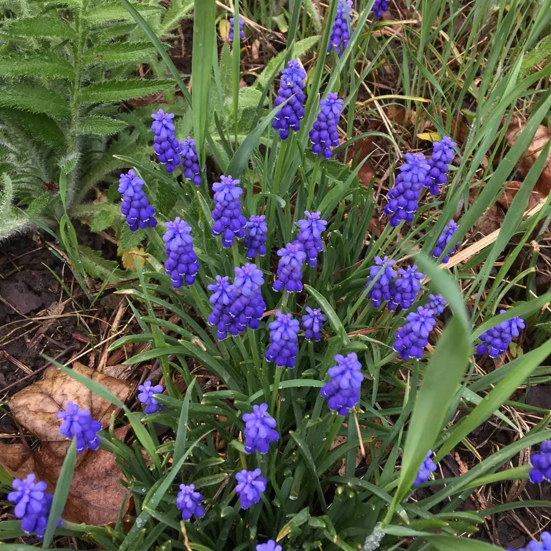 ムスカリ Muscari Neglectum 花言葉 毒性 よくある質問 Picturethis