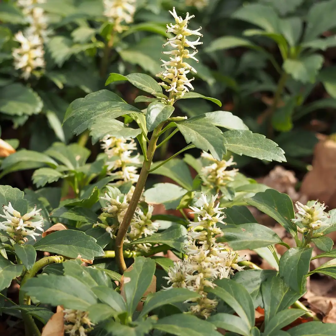 フッキソウ属 Pachysandra 花言葉 毒性 よくある質問 Picturethis