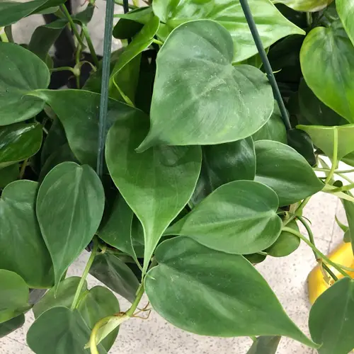 Kletter-Philodendron
