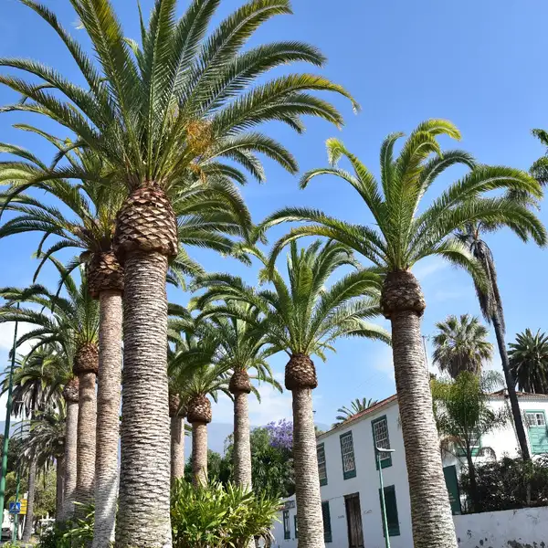 ナツメヤシゾク ナツメヤシ属 Phoenix 花言葉 毒性 よくある質問 Picturethis