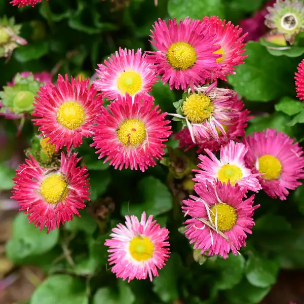 Common Daisy Bellis Perennis Flower Leaf Care Uses Picturethis