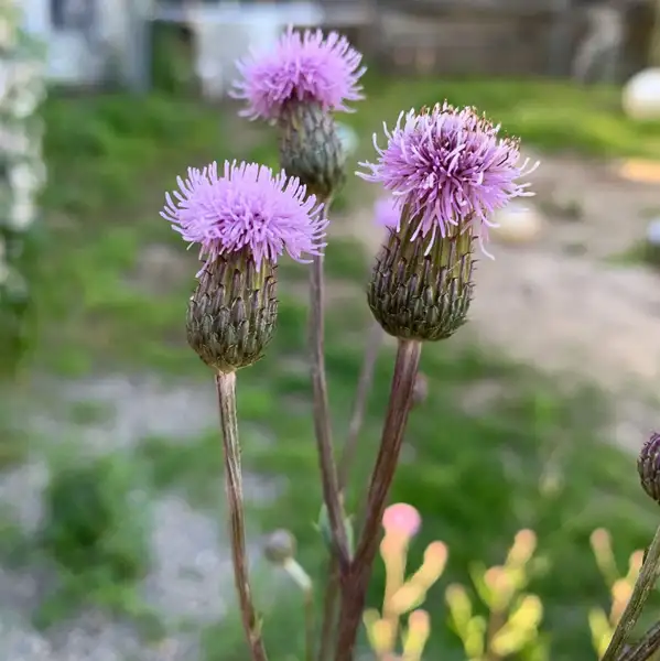 セイヨウトゲアザミ 西洋刺薊 Cirsium Arvense 花言葉 毒性 よくある質問 Picturethis セイヨウトゲアザミ 西洋刺薊 Cirsium Arvense 花言葉 毒性 よくある質問 Picturethis
