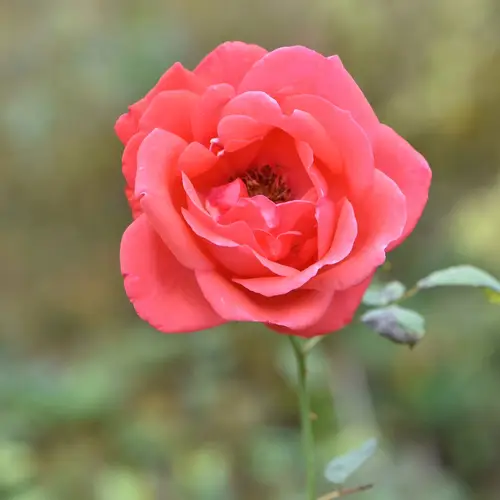 Rosa chinensis
