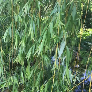 折り鶴盆栽(しだれ、柳) - 植物/観葉植物