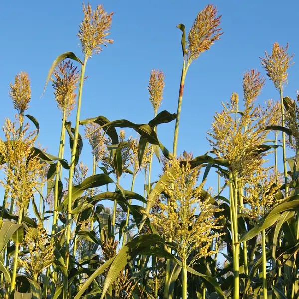 蜀黍屬 Sorghum 照顧 種植 繁殖 開花時間 Picturethis 蜀黍屬 Sorghum 照顧 種植 繁殖 開花時間 Picturethis