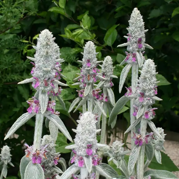 ラムズイヤー Stachys Byzantina 花言葉 毒性 よくある質問 Picturethis