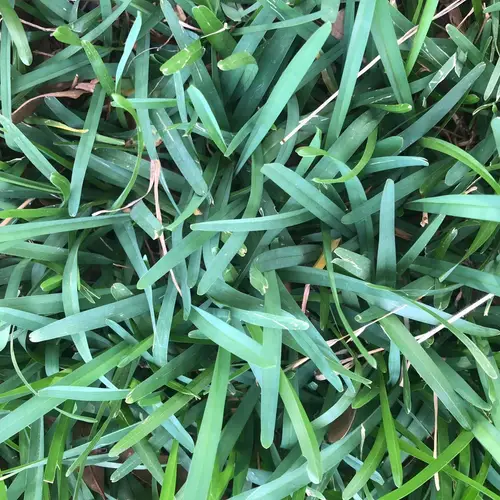 L'herbe brune sous l'herbe verte (Pourquoi + Que faire) - Habitats