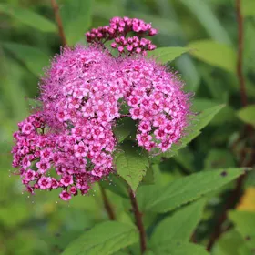 シモツケの判定方法 (Spiraea japonica)