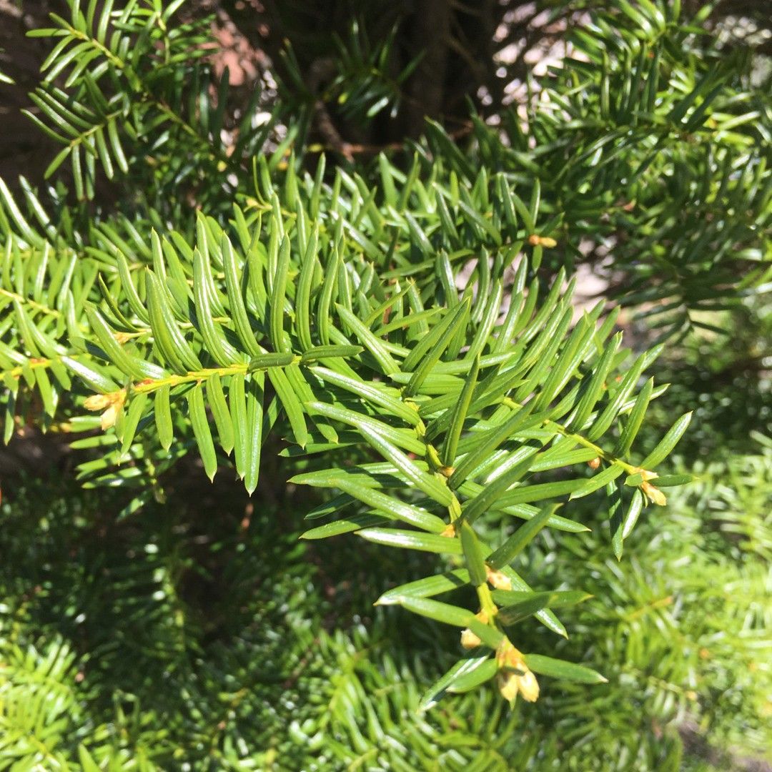 are conifers poisonous to dogs