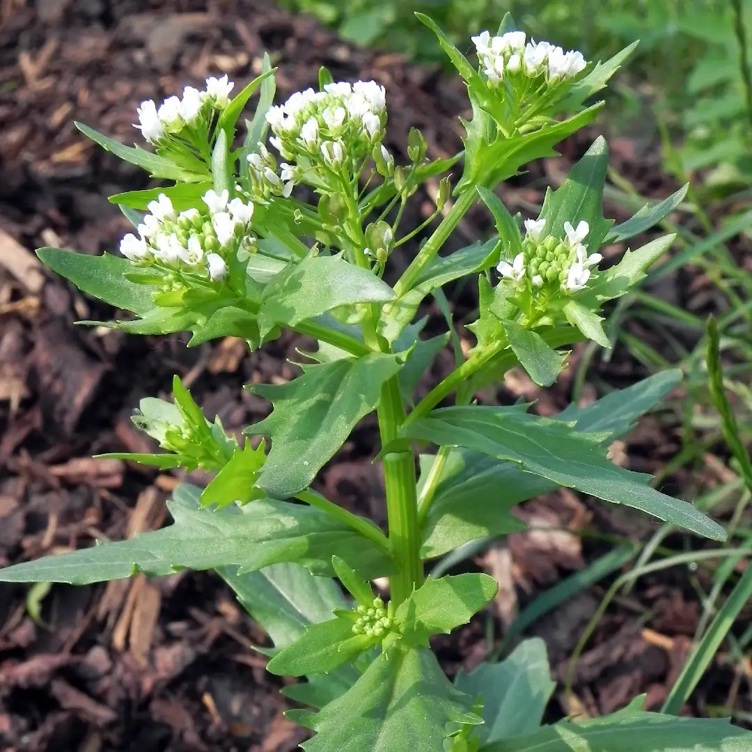 グンバイナズナ属 Thlaspi 花言葉 毒性 よくある質問 Picturethis グンバイナズナ属 Thlaspi 花言葉 毒性 よくある質問 Picturethis