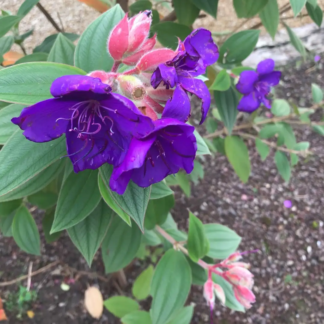 シコンノボタン属 Tibouchina 花言葉 毒性 よくある質問 Picturethis