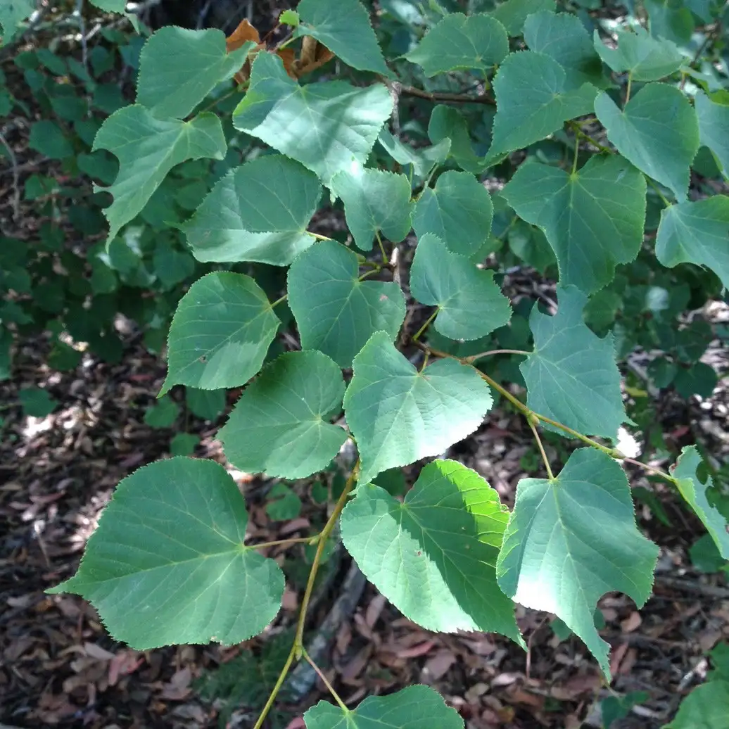 フユボダイジュ 冬菩提樹 Tilia Cordata 花言葉 毒性 よくある質問 Picturethis フユボダイジュ 冬菩提樹 Tilia Cordata 花言葉 毒性 よくある質問 Picturethis