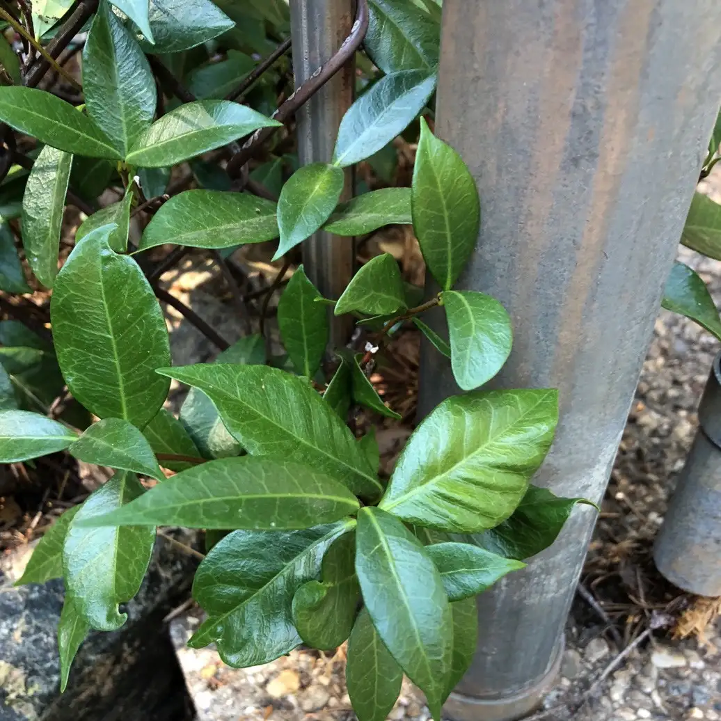 テイカカズラ属 Trachelospermum 花言葉 毒性 よくある質問 Picturethis テイカカズラ属 Trachelospermum 花言葉 毒性 よくある質問 Picturethis