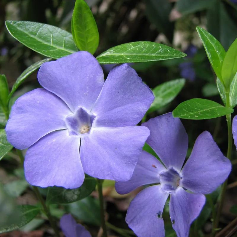 どのように ヒメツルニチニチソウ（姫蔓日々草） (Vinca minor) を安全に冬越しさせるか？