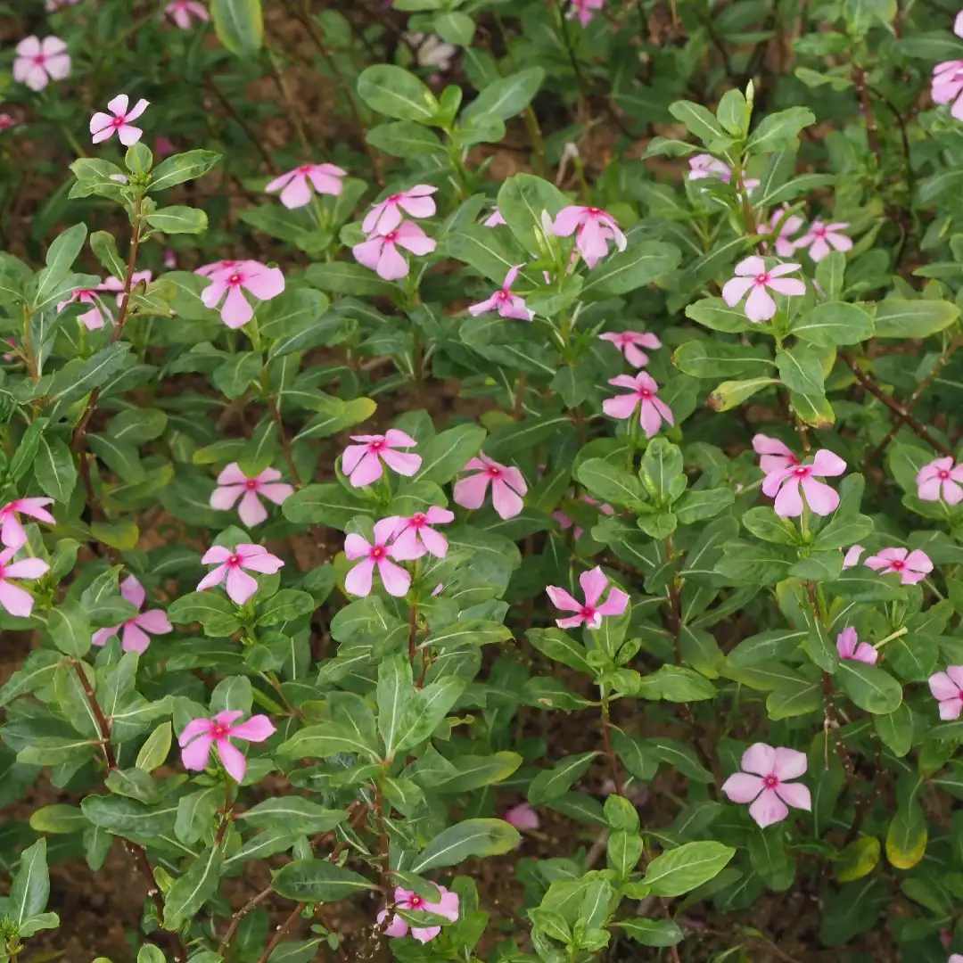 ニチニチソウ属 Catharanthus 花言葉 毒性 よくある質問 Picturethis ニチニチソウ属 Catharanthus 花言葉 毒性 よくある質問 Picturethis