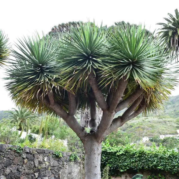 ドラセナ属 Dracaena 花言葉 毒性 よくある質問 Picturethis