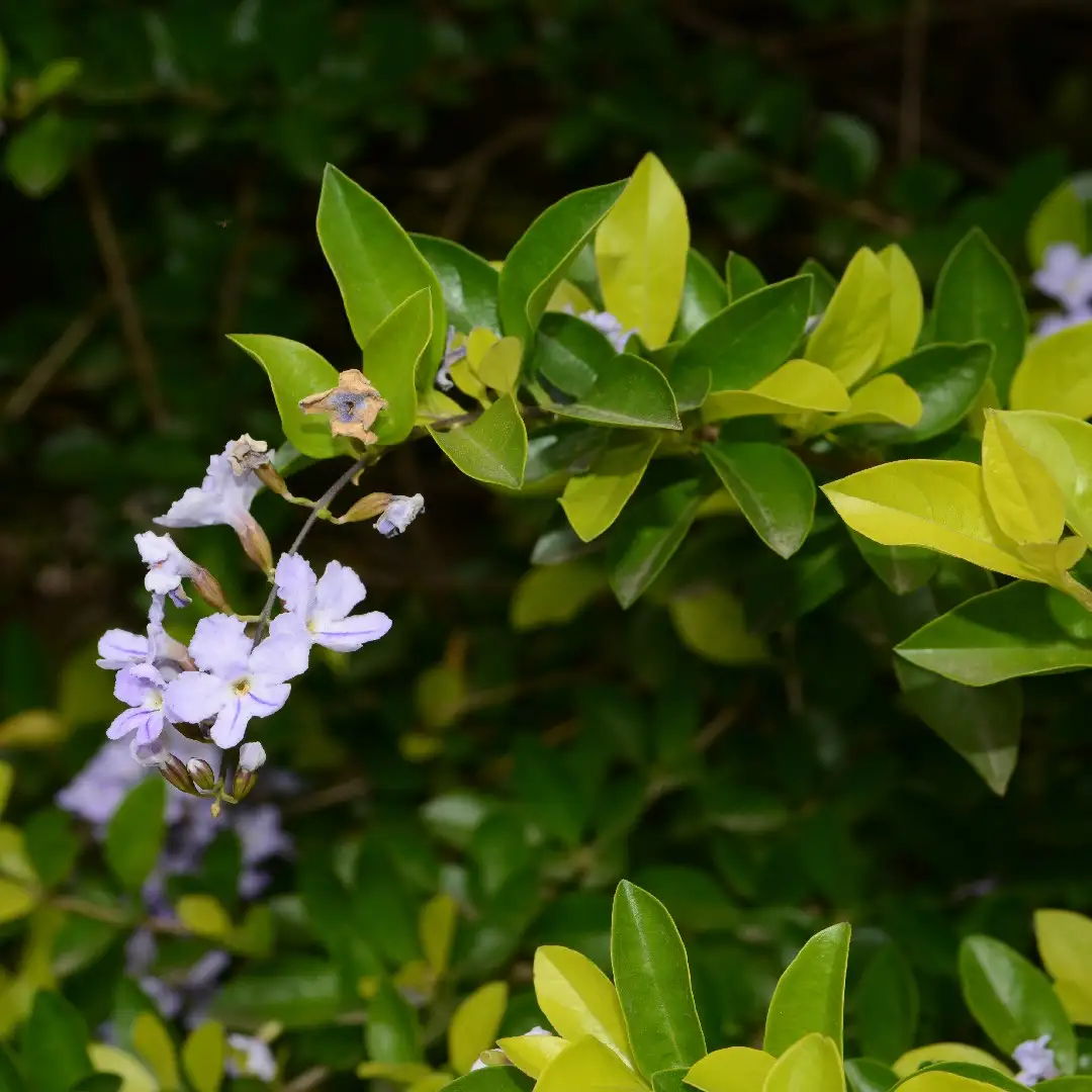 How to Grow & Care for Duranta Plant (Golden Dewdrops)