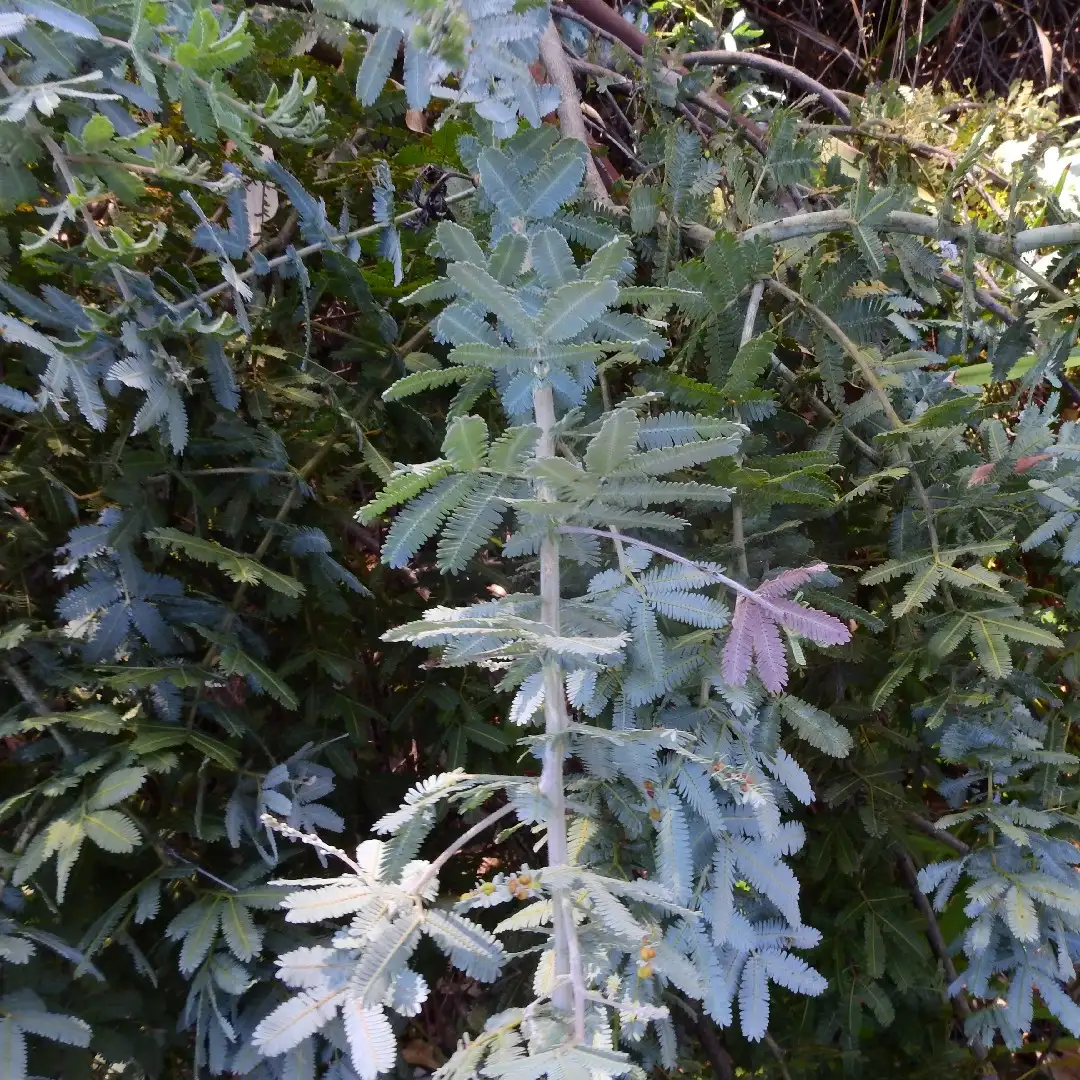 Come e quando potare la mimosa - Giardinaggio Facile