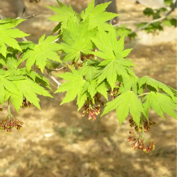 チョウセンハウチワカエデ Acer Pseudosieboldianum 花言葉 毒性 よくある質問 Picturethis