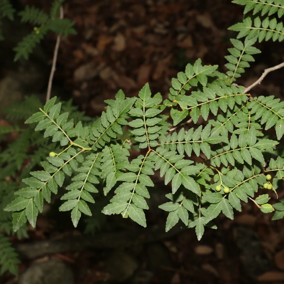 サンショウ（山椒） (Zanthoxylum piperitum) 花言葉，毒性，よくある