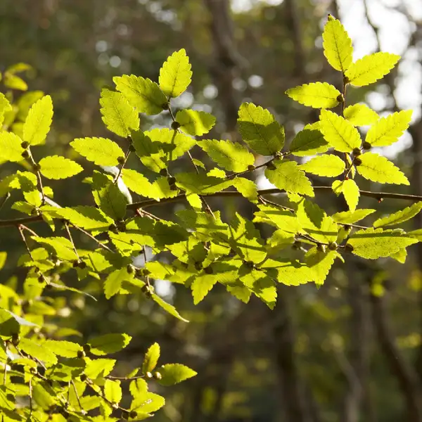 ケヤキ属 Zelkova 花言葉 毒性 よくある質問 Picturethis