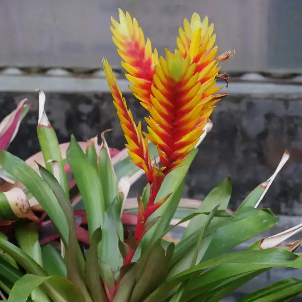 インコアナナス Vriesea Carinata 花言葉 毒性 よくある質問 Picturethis インコアナナス Vriesea Carinata 花言葉 毒性 よくある質問 Picturethis