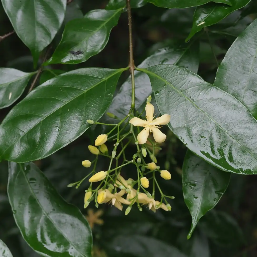 ライティア属 Wrightia 花言葉 毒性 よくある質問 Picturethis