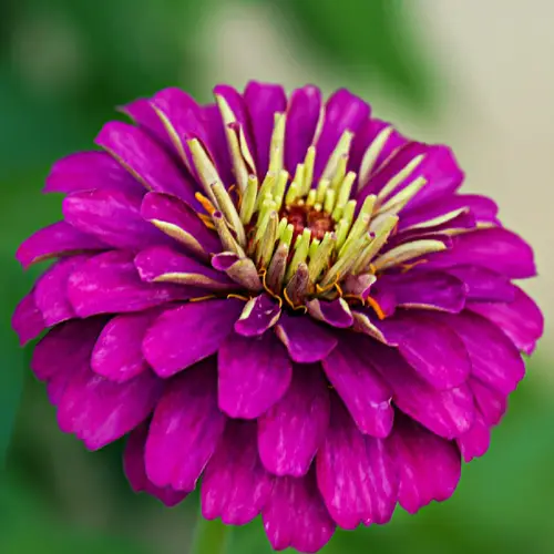 Common zinnia 'Purple Prince'