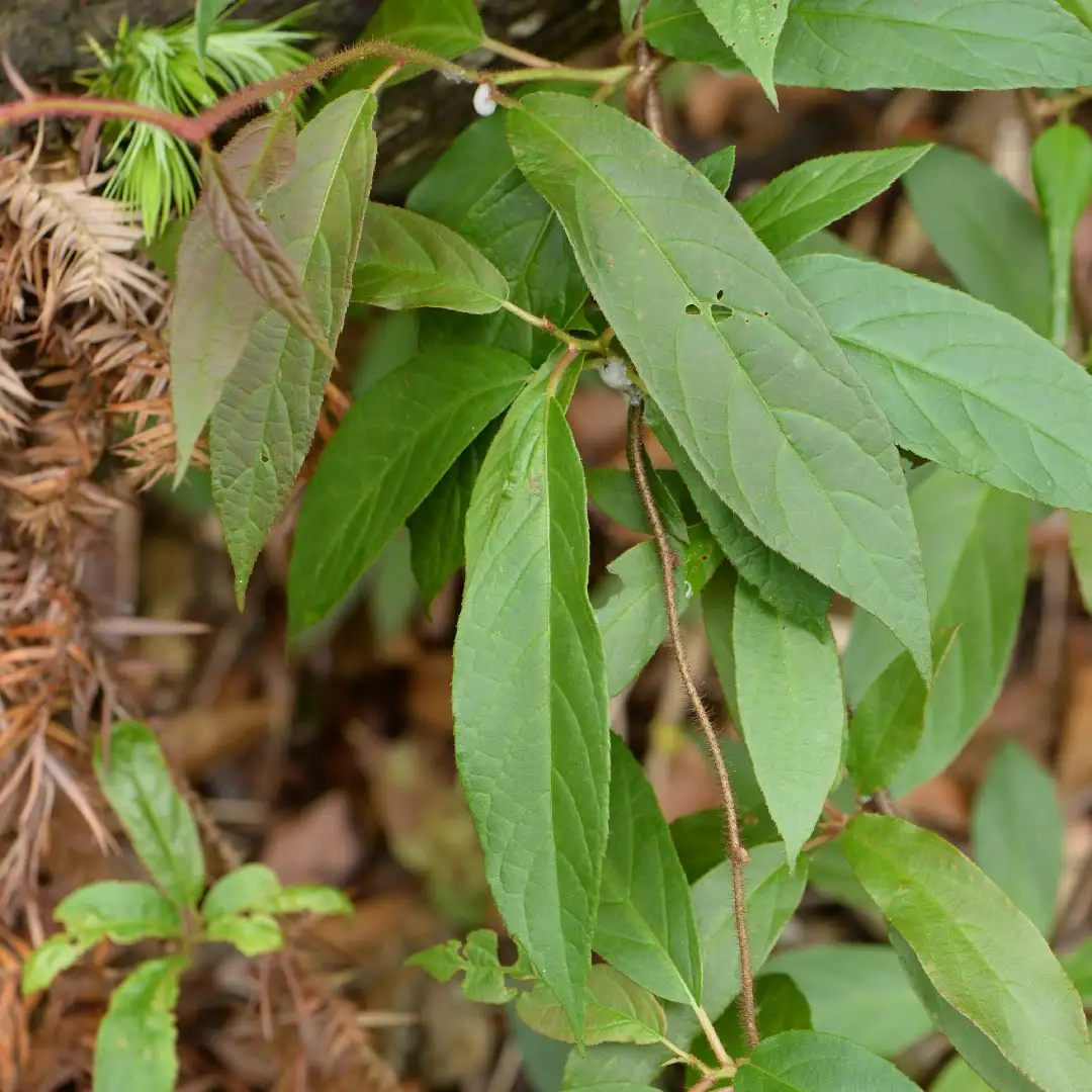 マタタビ属 Actinidia 花言葉 毒性 よくある質問 Picturethis