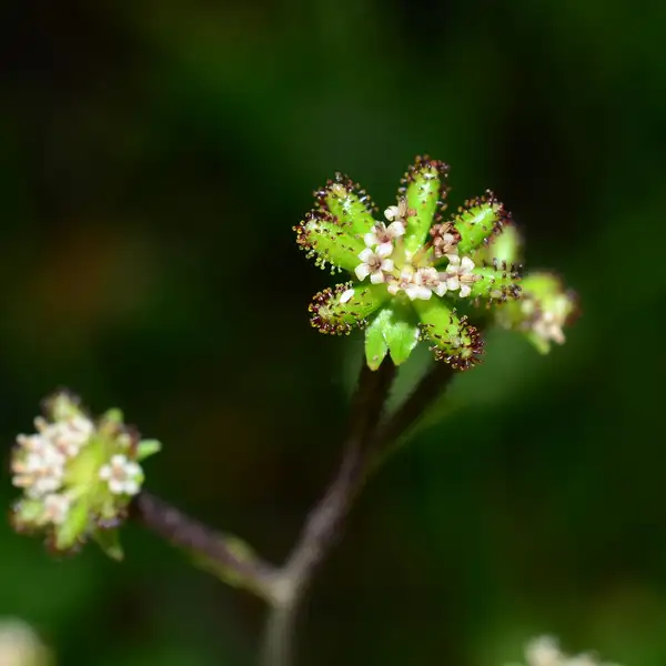 ノブキ 野蕗 Adenocaulon Himalaicum 花言葉 毒性 よくある質問 Picturethis