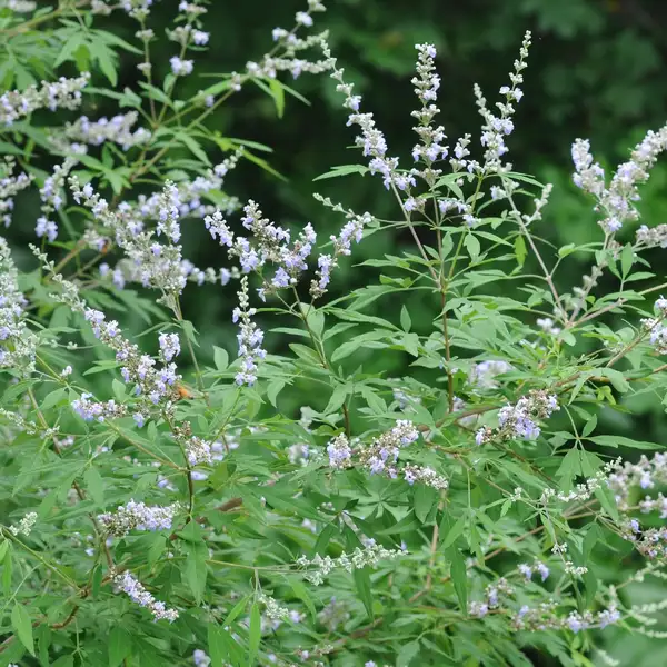 ハマゴウ属 Vitex 花言葉 毒性 よくある質問 Picturethis