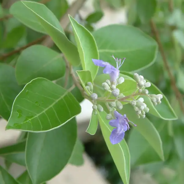 ハマゴウ属 Vitex 花言葉 毒性 よくある質問 Picturethis ハマゴウ属 Vitex 花言葉 毒性 よくある質問 Picturethis