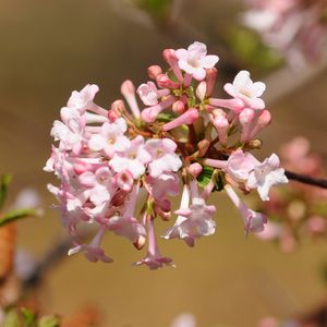 ニオイガマズミ (Viburnum farreri) - PictureThis