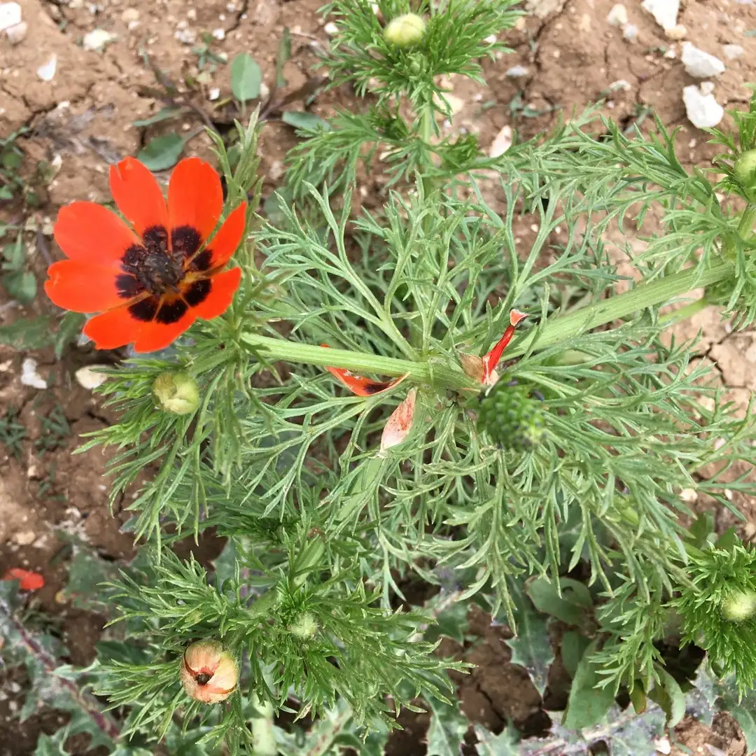 アドニス属 Adonis 花言葉 毒性 よくある質問 Picturethis アドニス属 Adonis 花言葉 毒性 よくある質問 Picturethis