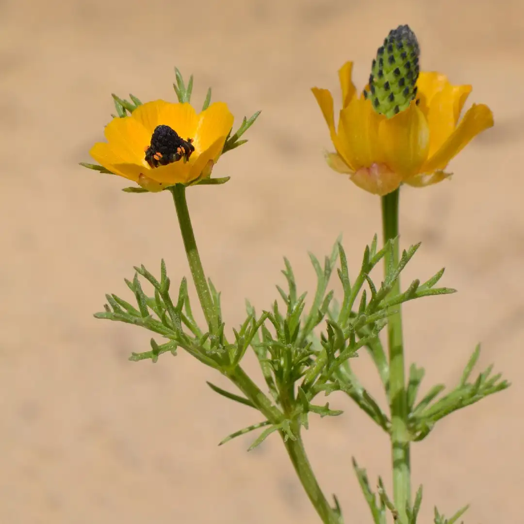 アドニス属 Adonis 花言葉 毒性 よくある質問 Picturethis アドニス属 Adonis 花言葉 毒性 よくある質問 Picturethis