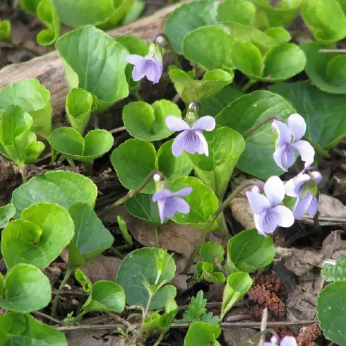 Viola palustre