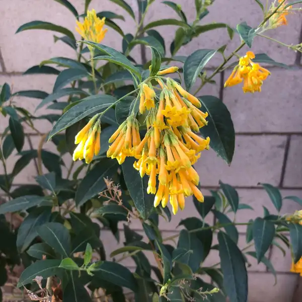 ヤコウカ属 Cestrum 花言葉 毒性 よくある質問 Picturethis ヤコウカ属 Cestrum 花言葉 毒性 よくある質問 Picturethis
