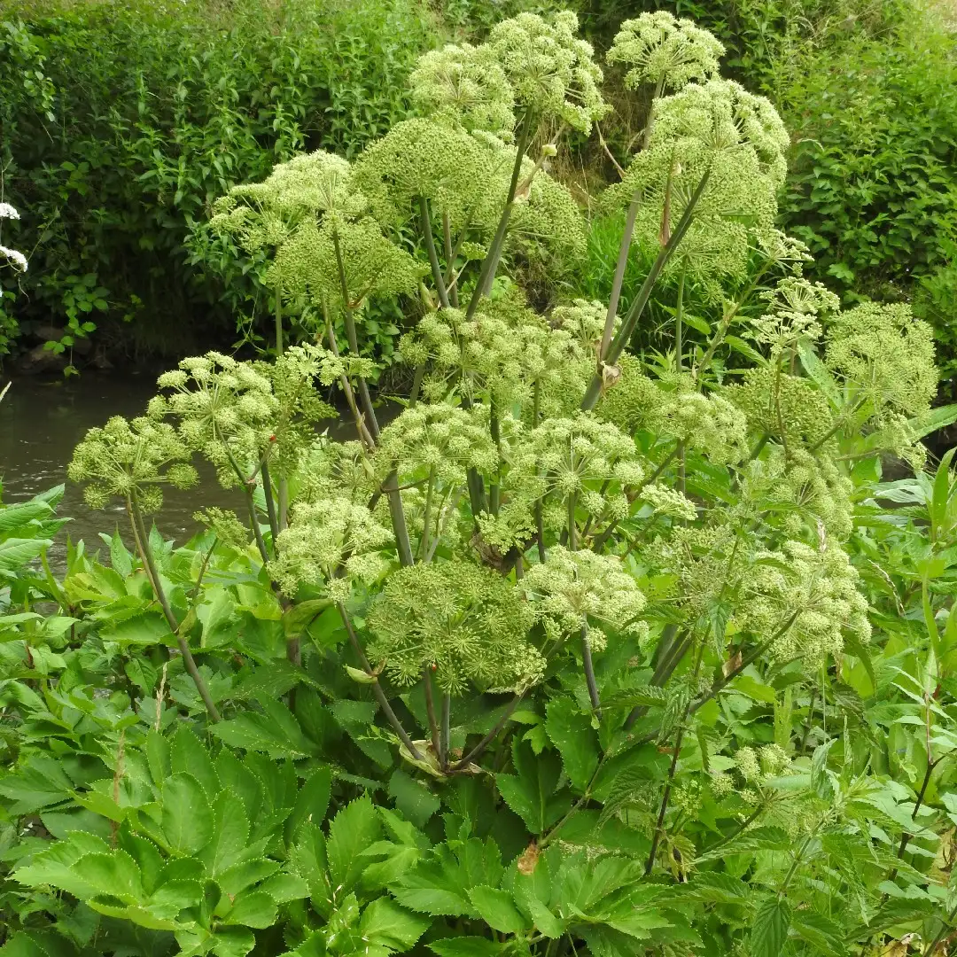 アンゼリカ Angelica Archangelica 花言葉 毒性 よくある質問 Picturethis