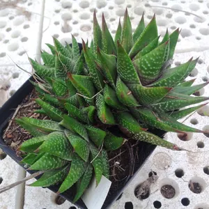 Tulista kingiana (Haworthia kingiana) - PictureThis