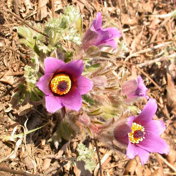 ヒロハオキナグサ Pulsatilla Chinensis 花言葉 毒性 よくある質問 Picturethis